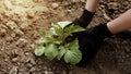 Gloved hands caring a young green sprout in fertile black soil.