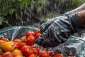 gloved hands collecting watersoaked tomatoes amidst downpour Royalty Free Stock Photo