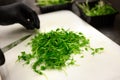 Gloved hands cutting green pea sprouts with knife on white plastic chopping board Royalty Free Stock Photo