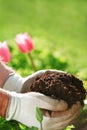 Gloved hands holding garden soil outside Royalty Free Stock Photo