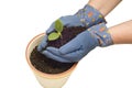 Gloved Hands Planting A Baby Plant Royalty Free Stock Photo