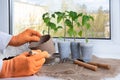 Gloved hands planting tomato seedlings on window sill. Young tomato plants sowing Royalty Free Stock Photo