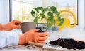 Gloved hands planting tomato seedlings on windowsill. Young tomato plants sowing Royalty Free Stock Photo