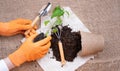 Gloved hands planting tomato seedlings. Young tomato plants sowing in pots. Soil, rake and shovel on paper and burlap Royalty Free Stock Photo