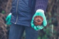 Gloved hands with pot plant Royalty Free Stock Photo