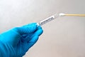 Gloved hands with swab, patient sample collection, sterile sample ready for analysis, viral disease testing COVID-19 pandemic, Royalty Free Stock Photo