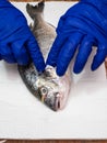 Gloved hands wipe and dry gills of fish with paper