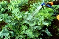 Gloved Man Hand Watering Brassicas Cabbages