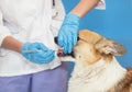 Gloved veterinarian examines the mouth and teeth of a red Corgi dog with a dental mirror