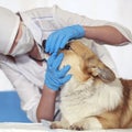 veterinarian examines the mouth and teeth of a red Corgi dog at a clinic reception