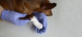 A gloved veterinarian holds a bandaged dog paw. A dog with a damaged paw