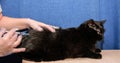 Gloved veterinarian injects domestic black cat