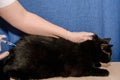 Gloved veterinarian injects domestic black cat