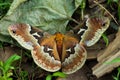 Glover's Silk Moth; Hyalophora Gloveri