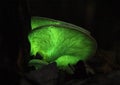 Ghost mushroom glowing fungi Royalty Free Stock Photo