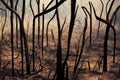 Glow of fire on forest outskirts view from charred tree trunk landscape. Burning fire flame and smoke, Bushfire against