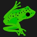 Adorable and amazing spotted tree frog