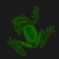 Amazing under side of the glowing Spotted Tree Frog Royalty Free Stock Photo