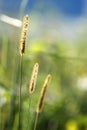 glow grass flower in nature