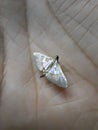Glow Silver moth in palm white marbled