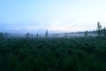 Glow of the sky before dawn over the forest marsh in the thickets of fresh green grass Royalty Free Stock Photo