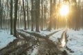 Glow of the sun with winter forest and muddy road fork Royalty Free Stock Photo