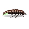 Glow worm Royalty Free Stock Photo