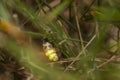 Glow-worm hang on a grass blade Royalty Free Stock Photo