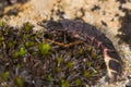 Glow-worm (Lampyris noctiluca) female on moss Royalty Free Stock Photo