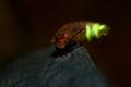 Glow Worm - Lampyris noctiluca Royalty Free Stock Photo