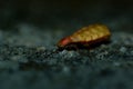 Glow Worm - Lampyris noctiluca female in the night, midnight in Croatia, luring males Royalty Free Stock Photo