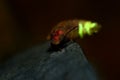 Glow Worm - Lampyris noctiluca female in the night, midnight in Croatia, luring males Royalty Free Stock Photo