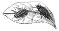 Glow worm Lampyris Noctiluca on leaf vintage engraving