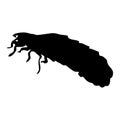 Glow Worm Silhouette Arachnocampa luminosa Found In All Around The World