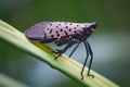 Glowering pest - a spotted lanternfly gets ready to jump