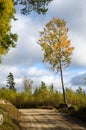 Glowing aspen tree by roadside