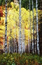 Glowing Aspens Royalty Free Stock Photo