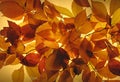 Glowing Autumn Leaves Royalty Free Stock Photo