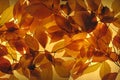 Glowing Autumn Leaves Royalty Free Stock Photo