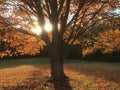 Glowing autumn maple foliage tree