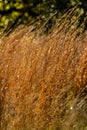 Glowing Backlit Golden Prairie Grass for Backgrounds.