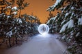 Glowing ball in a pine forest