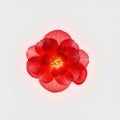 Glowing begonia flower, bright red Royalty Free Stock Photo