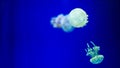 A glowing blue jellyfish against a deep blue background