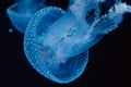 A glowing blue jellyfish with spotted patterns floats gracefully in the ethereal deep blue sea