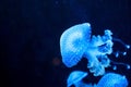 Glowing Blue Jellyfishes Royalty Free Stock Photo