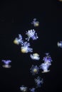 Glowing Blue Jellyfishes. Royalty Free Stock Photo