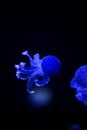 Glowing Blue Jellyfishes. Royalty Free Stock Photo