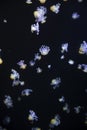 Glowing Blue Jellyfishes. Royalty Free Stock Photo