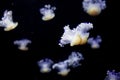 Glowing Blue Jellyfishes. Royalty Free Stock Photo